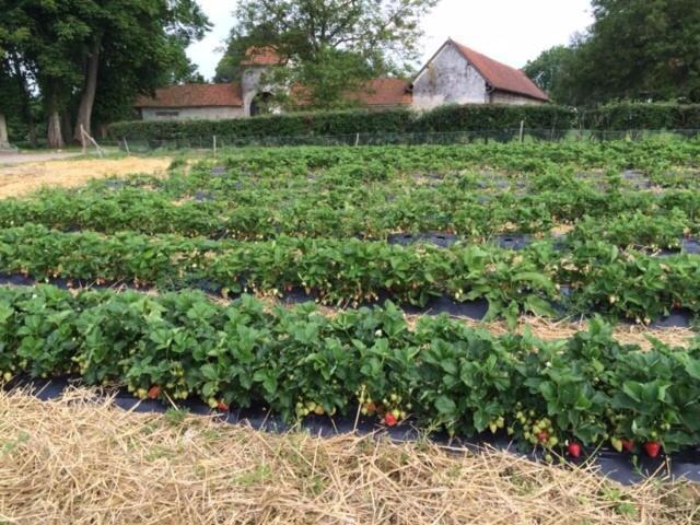 Saint-Pol-sur-Ternoise La Ferme Du Bois Quesnoy B&B 외부 사진