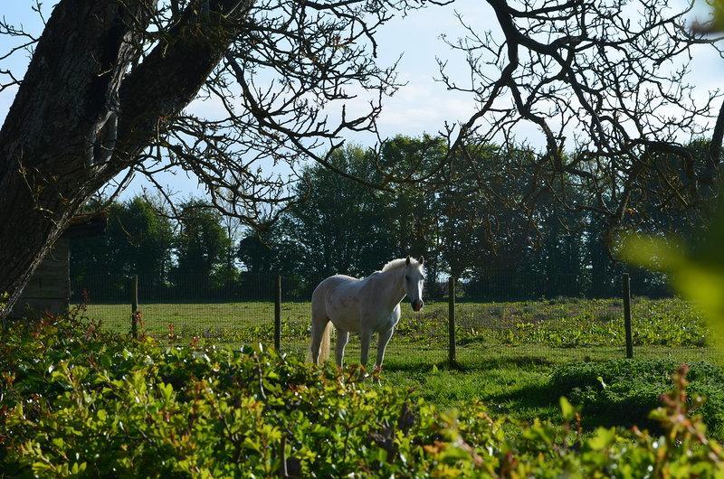 Saint-Pol-sur-Ternoise La Ferme Du Bois Quesnoy B&B 외부 사진